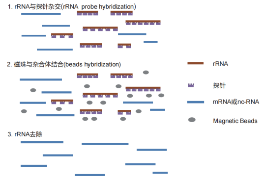 LncRNA測(cè)序
